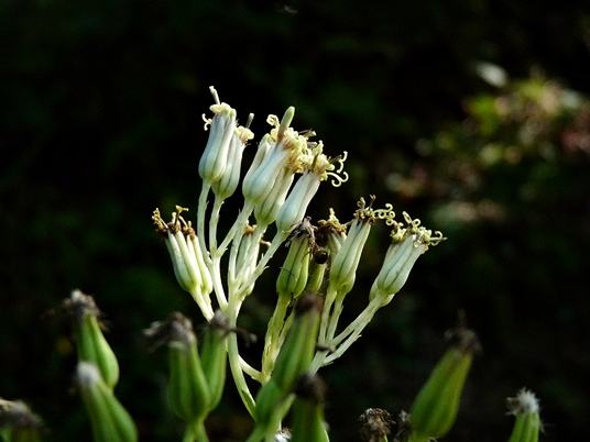 {Arnoglossum atriplicifolium}